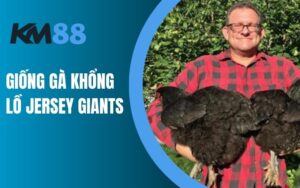 Giống gà khổng lồ Jersey Giants