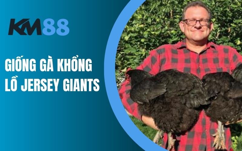 Giống gà khổng lồ Jersey Giants