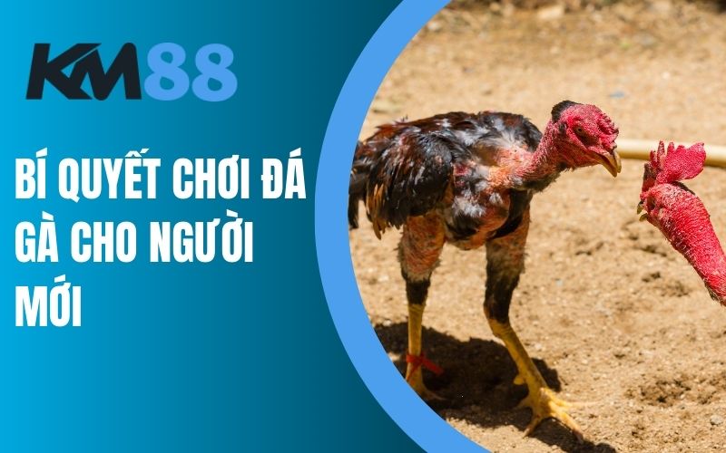 Bí quyết chơi đá gà KM88 dành cho người mới