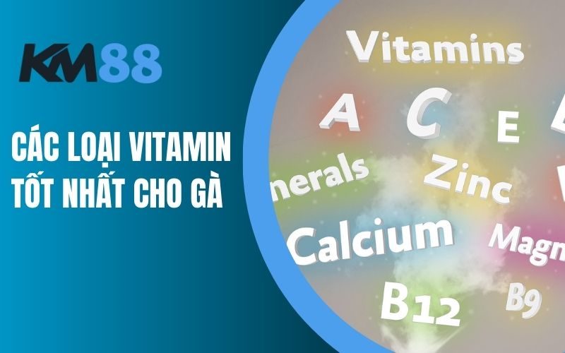 Các loại Vitamin tốt nhất cho gà