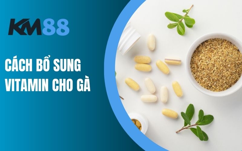 Cách bổ sung Vitamin cho gà hiệu quả