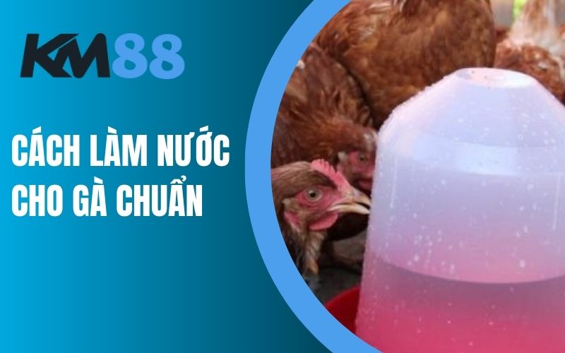 Chia sẻ cách làm nước cho gà một cách chuẩn chỉnh và dễ hiểu