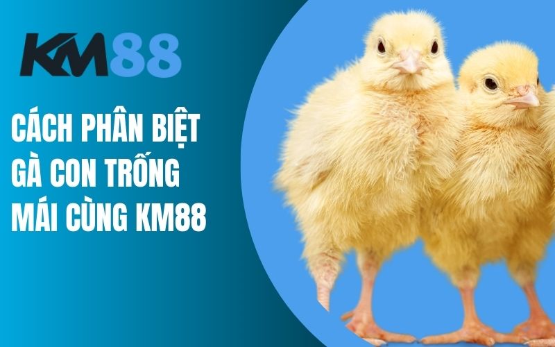 Cách phân biệt gà con trống mái