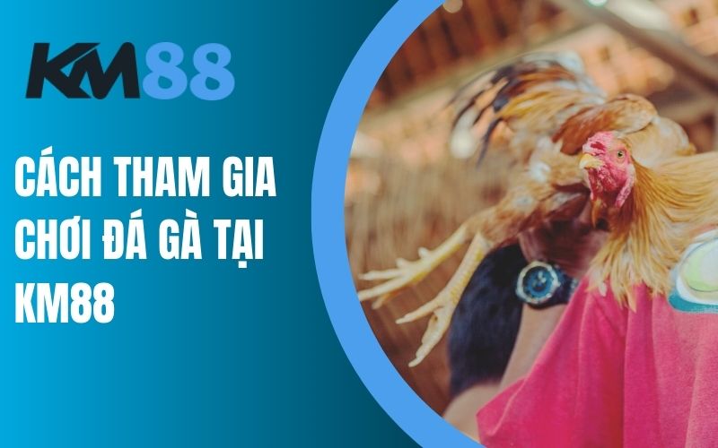 Cách tham gia chơi đá gà tại nhà cái KM88