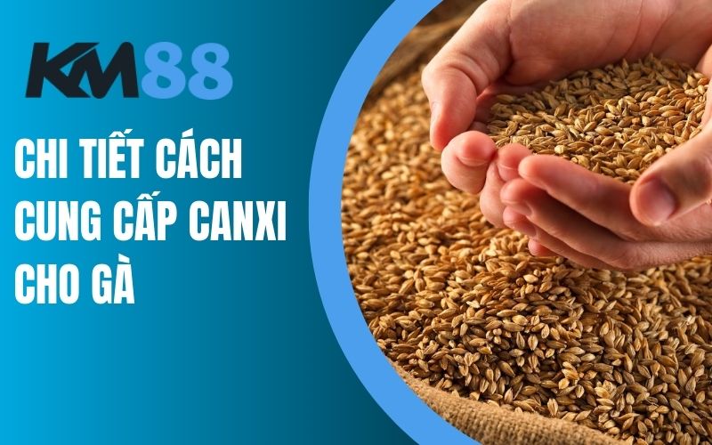 Chi tiết cách cung cấp canxi tự nhiên cho gà