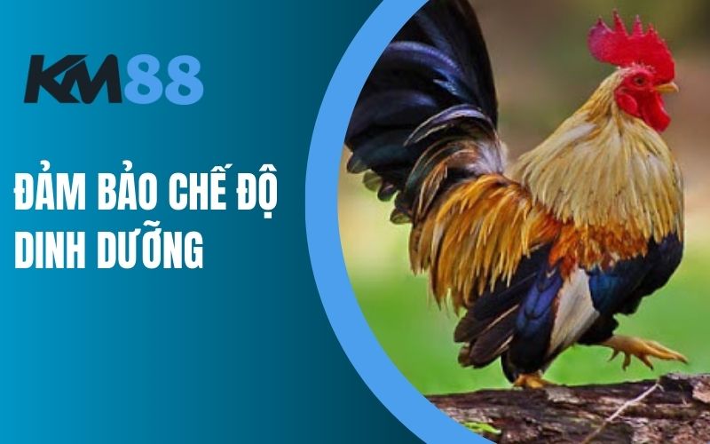 Đảm bảo chế độ dinh dưỡng khi nuôi gà tre