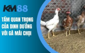 Tầm quan trọng của dinh dưỡng với gà mái chọi đẻ