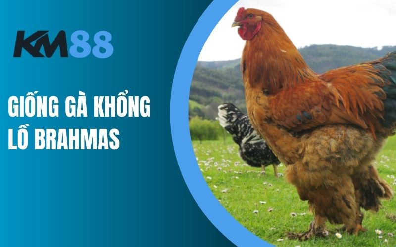 Giống gà Brahmas cũng là một giống khổng lồ