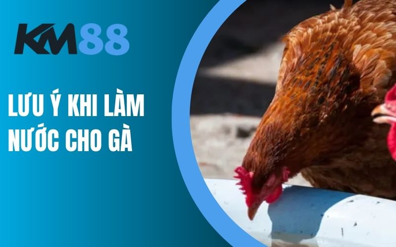 Lưu ý điều gì khi chúng ta làm nước cho gà?