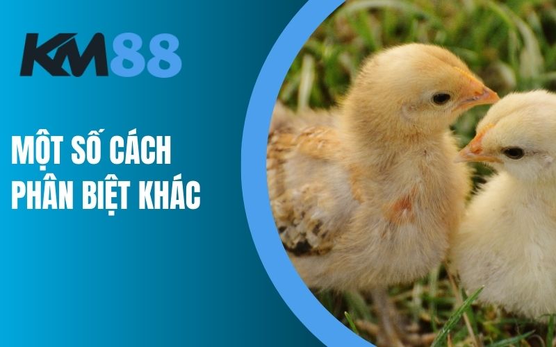 Một số cách khác để phân biệt gà con trống mái