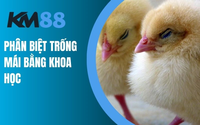 Phân biệt trống mái bằng khoa học