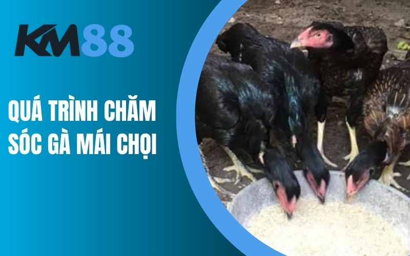 Quá trình chăm sóc gà mái chọi đẻ