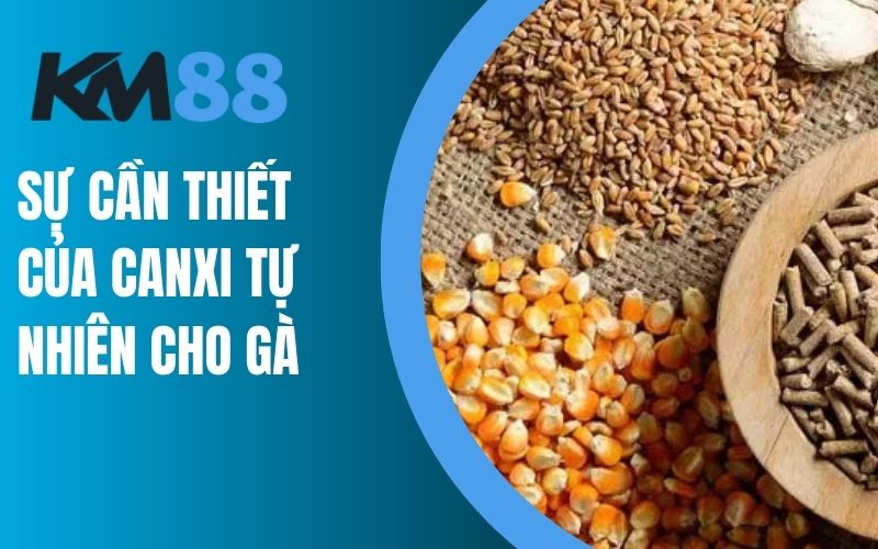 Sự cần thiết của Canxi tự nhiên cho gà