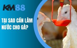 Tại sao cần làm nước cho gà?