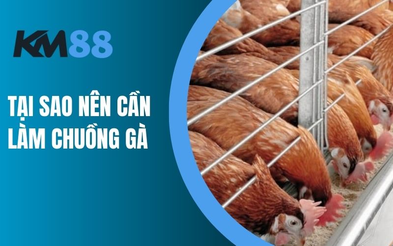 Tại sao nên cần làm chuồng gà