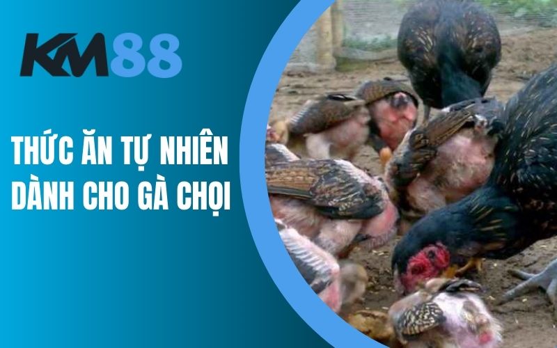 Thức ăn tự nhiên dành cho gà chọi