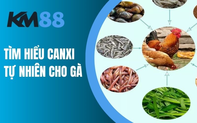 Tìm hiểu canxi tự nhiên cho gà