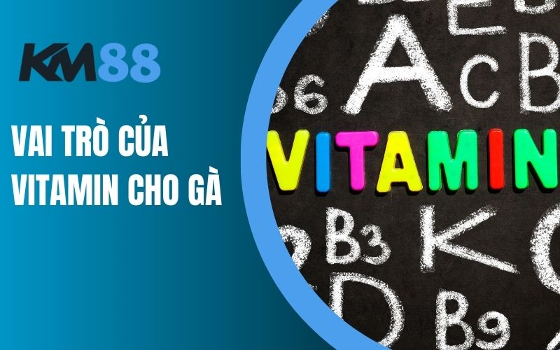 Vai trò của Vitamin cho gà